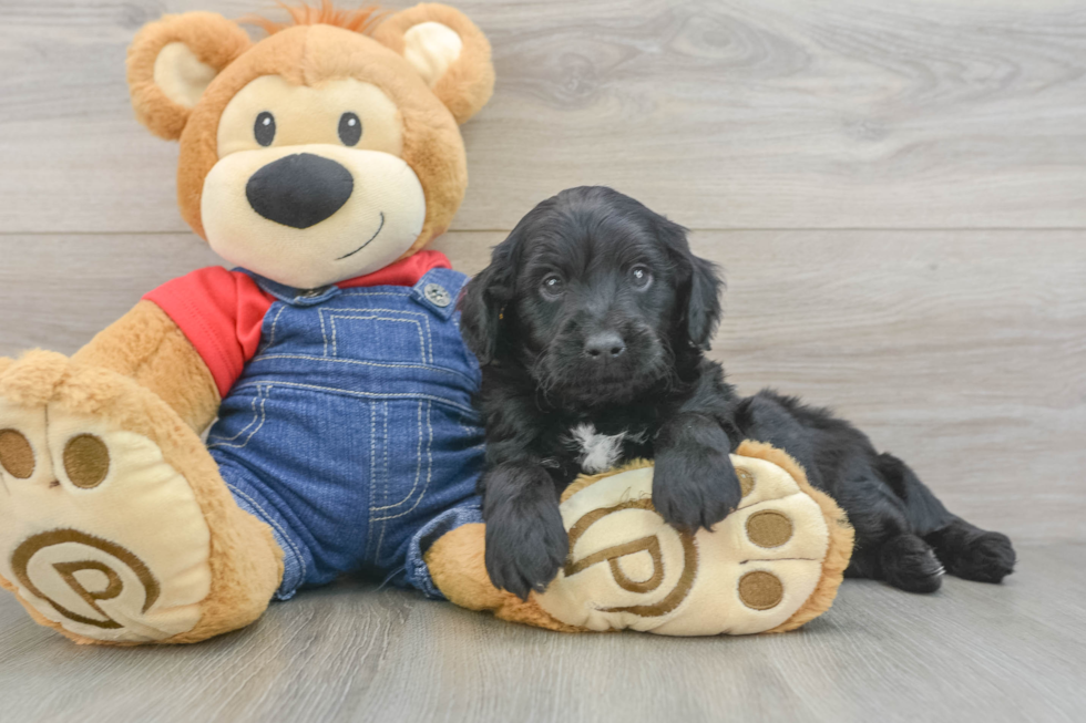 Mini Goldendoodle Pup Being Cute