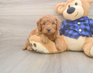 6 week old Mini Goldendoodle Puppy For Sale - Pilesgrove Pups