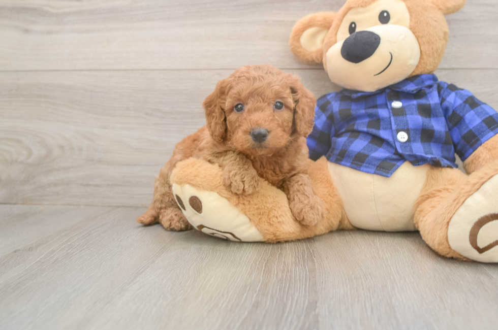 6 week old Mini Goldendoodle Puppy For Sale - Pilesgrove Pups