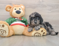 6 week old Mini Goldendoodle Puppy For Sale - Pilesgrove Pups