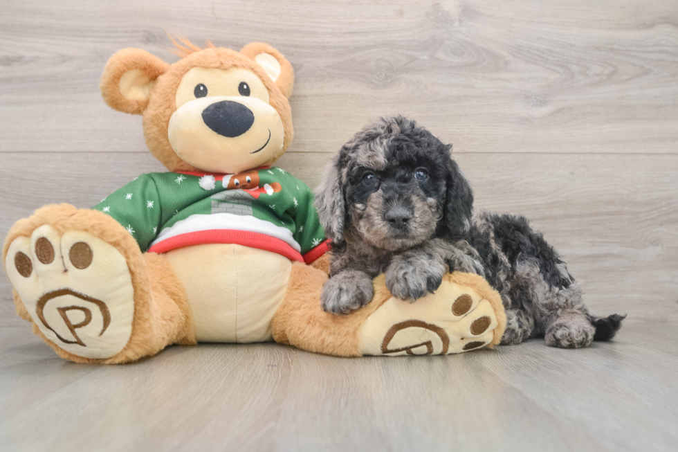 Smart Mini Goldendoodle Poodle Mix Pup