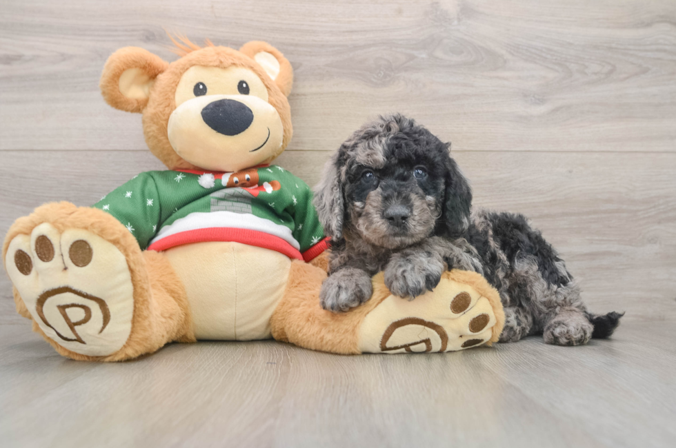 6 week old Mini Goldendoodle Puppy For Sale - Pilesgrove Pups