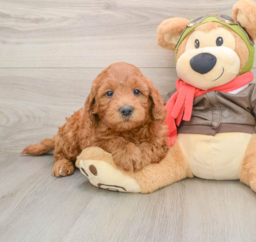 7 week old Mini Goldendoodle Puppy For Sale - Pilesgrove Pups
