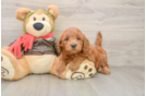 Best Mini Goldendoodle Baby