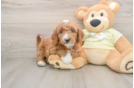 Mini Goldendoodle Puppy for Adoption