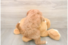 Mini Goldendoodle Puppy for Adoption