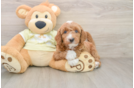 Happy Mini Goldendoodle Baby