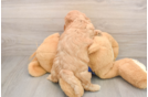 Mini Goldendoodle Puppy for Adoption
