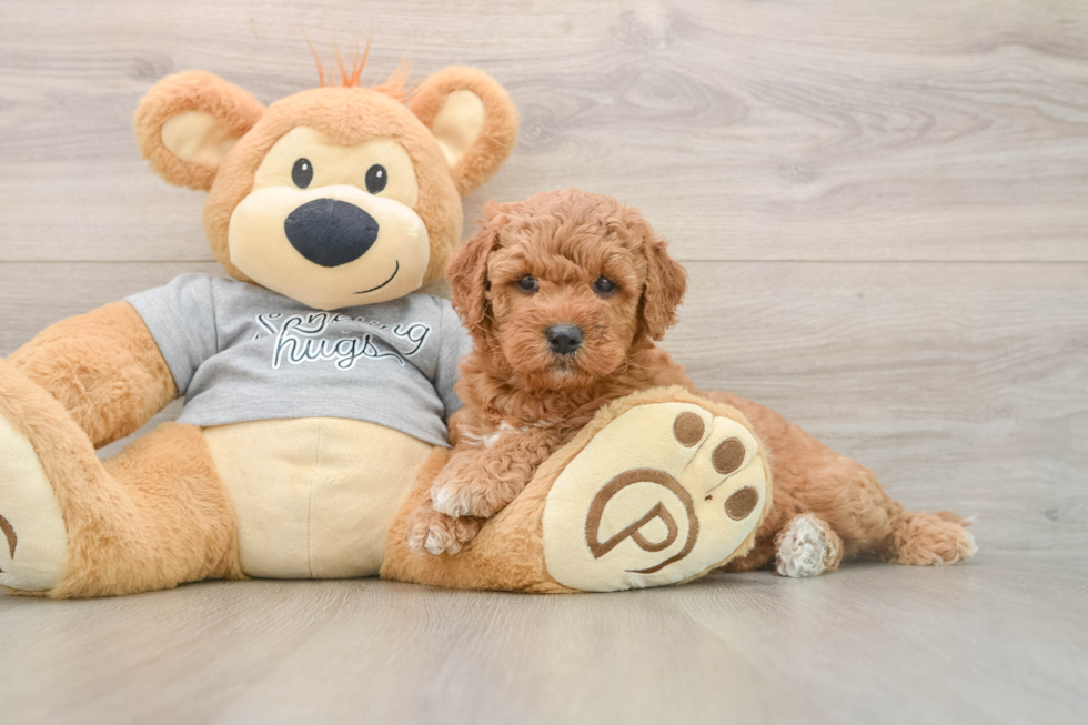 Small Mini Goldendoodle Baby