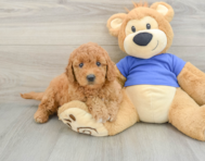 7 week old Mini Goldendoodle Puppy For Sale - Pilesgrove Pups