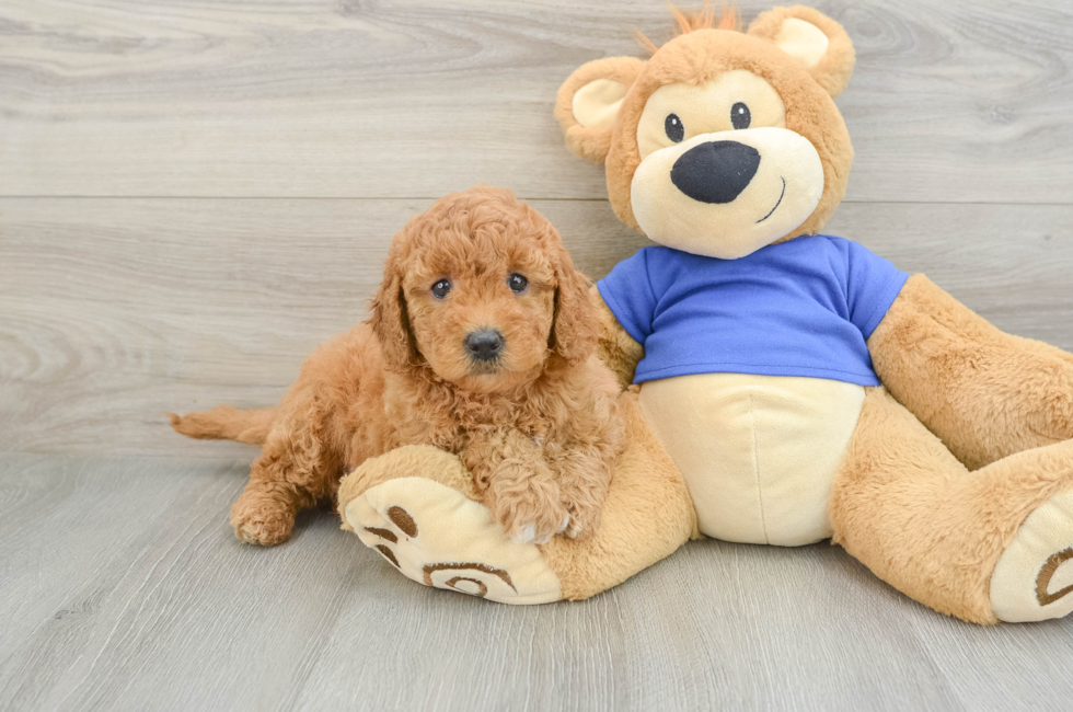 6 week old Mini Goldendoodle Puppy For Sale - Pilesgrove Pups