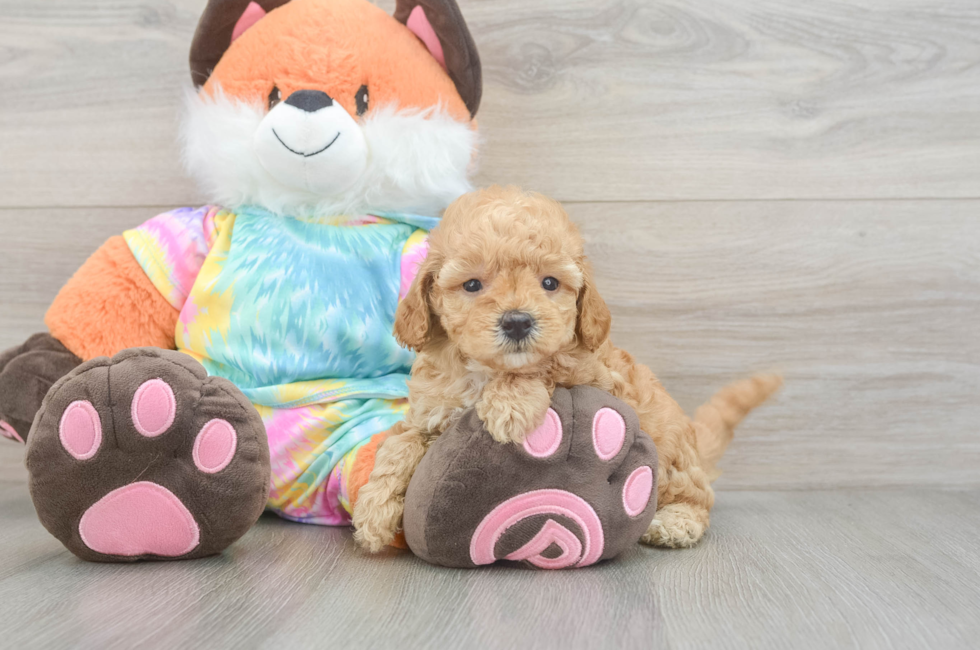 5 week old Mini Goldendoodle Puppy For Sale - Pilesgrove Pups