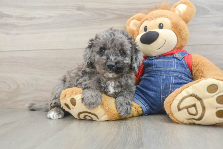 Best Mini Goldendoodle Baby