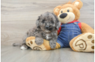 Best Mini Goldendoodle Baby