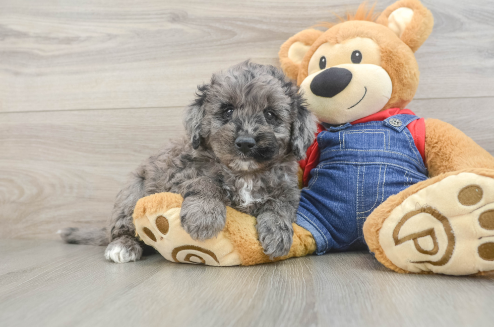 5 week old Mini Goldendoodle Puppy For Sale - Pilesgrove Pups