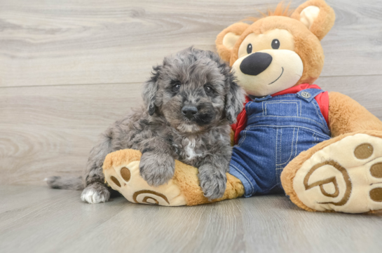 Best Mini Goldendoodle Baby