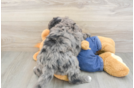 Mini Goldendoodle Puppy for Adoption