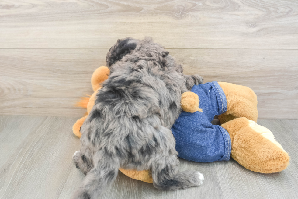 Mini Goldendoodle Puppy for Adoption