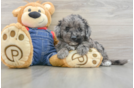 Smart Mini Goldendoodle Poodle Mix Pup
