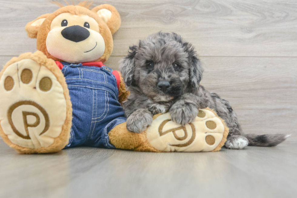 Smart Mini Goldendoodle Poodle Mix Pup