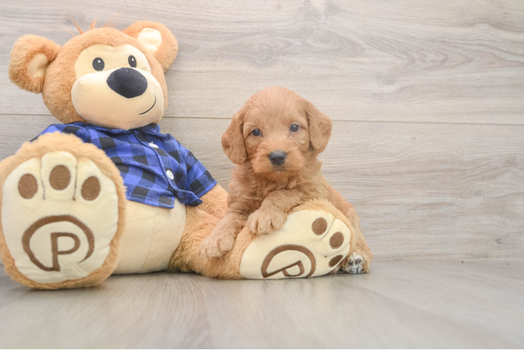 Best Mini Goldendoodle Baby