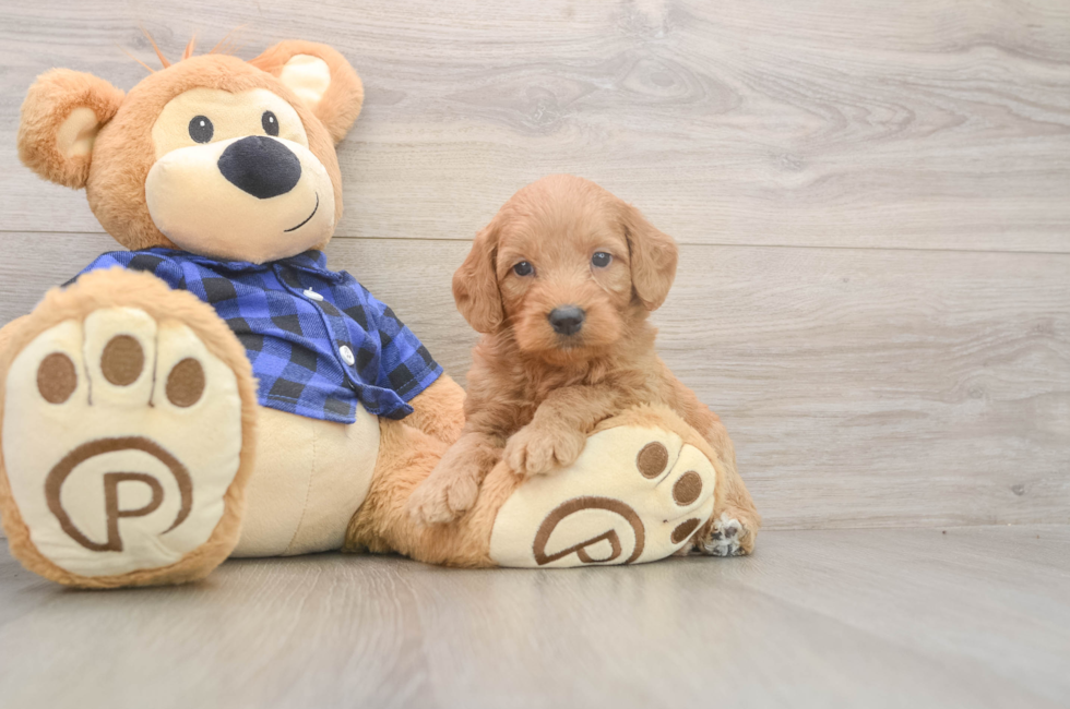 6 week old Mini Goldendoodle Puppy For Sale - Pilesgrove Pups