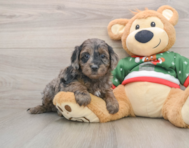 7 week old Mini Goldendoodle Puppy For Sale - Pilesgrove Pups