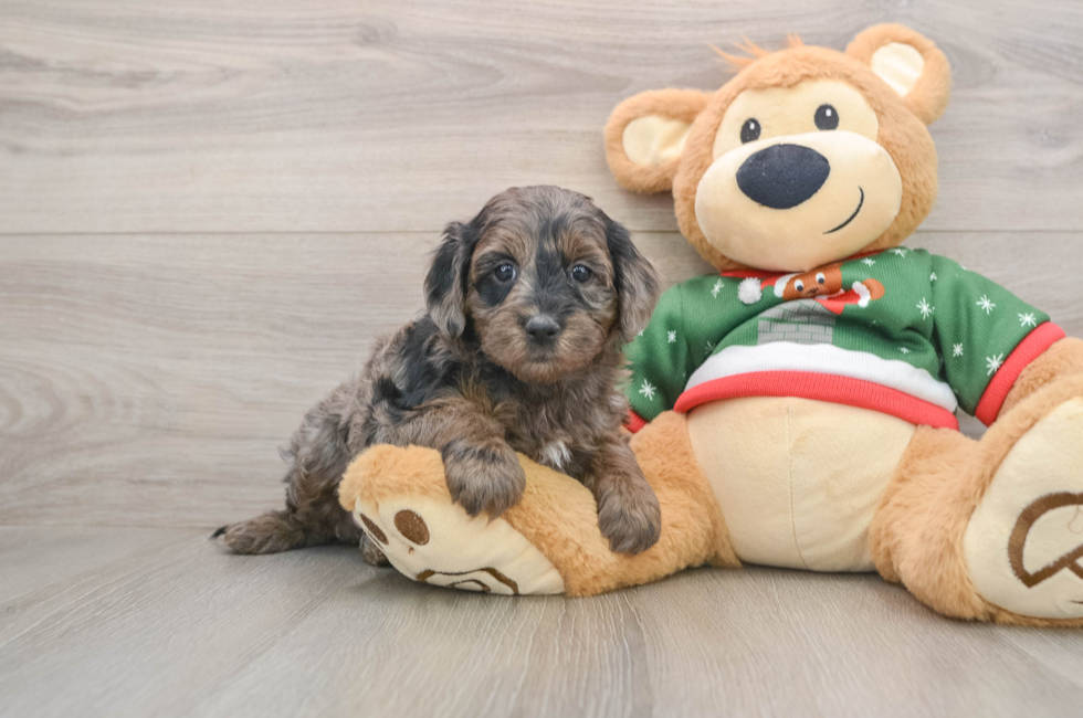 6 week old Mini Goldendoodle Puppy For Sale - Pilesgrove Pups