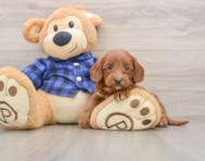 7 week old Mini Goldendoodle Puppy For Sale - Pilesgrove Pups