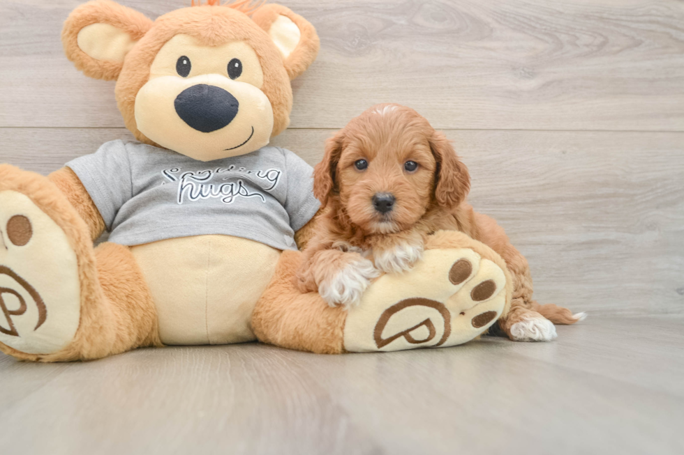 Hypoallergenic Mini Goldiepoo Poodle Mix Puppy