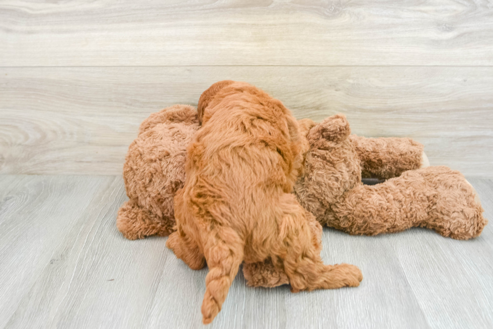 Happy Mini Goldendoodle Baby