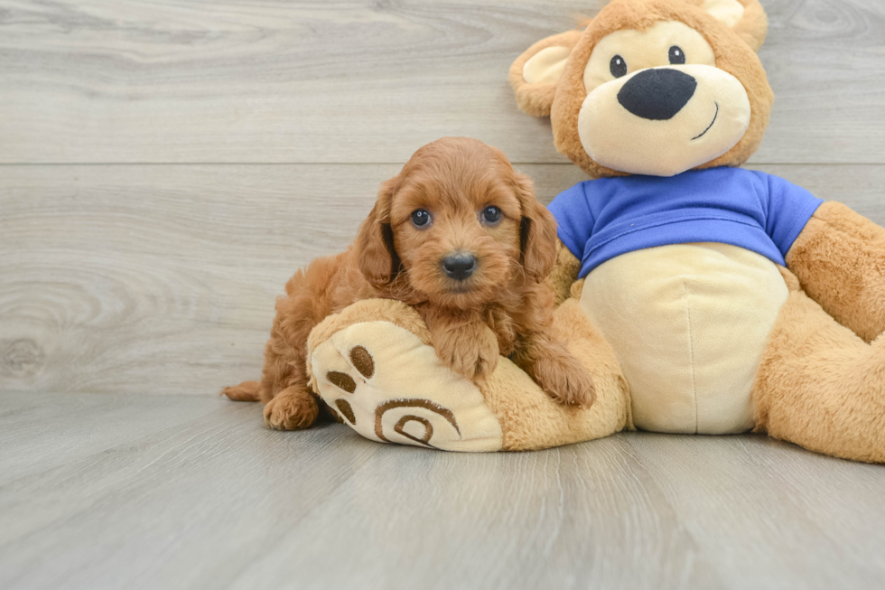 Cute Mini Goldendoodle Baby