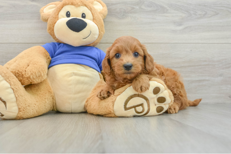 Fluffy Mini Goldendoodle Poodle Mix Pup