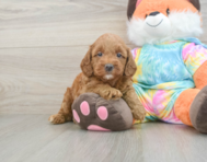 6 week old Mini Goldendoodle Puppy For Sale - Pilesgrove Pups