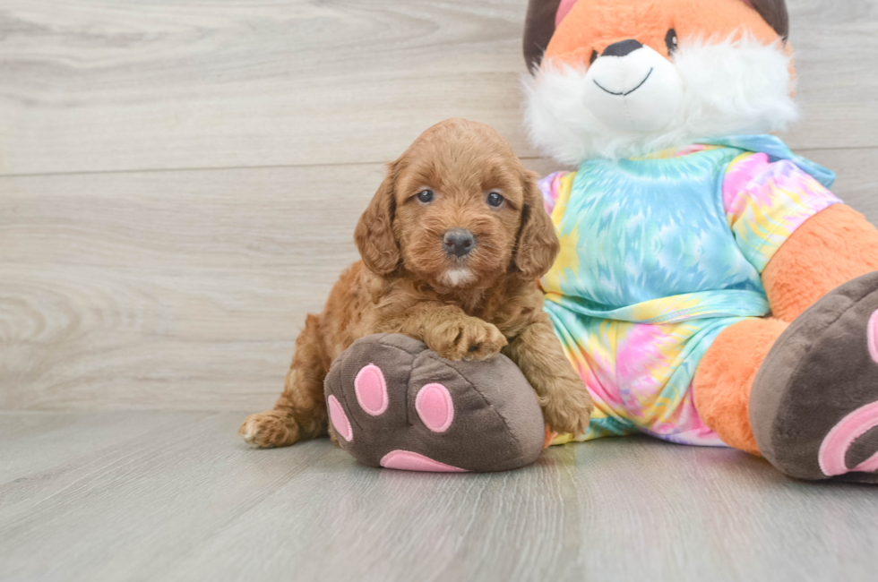 5 week old Mini Goldendoodle Puppy For Sale - Pilesgrove Pups