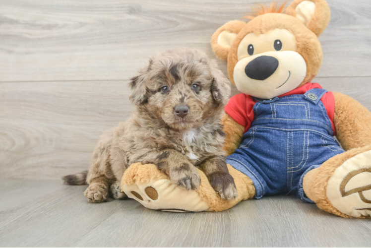 Best Mini Goldendoodle Baby