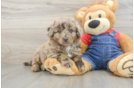 Best Mini Goldendoodle Baby