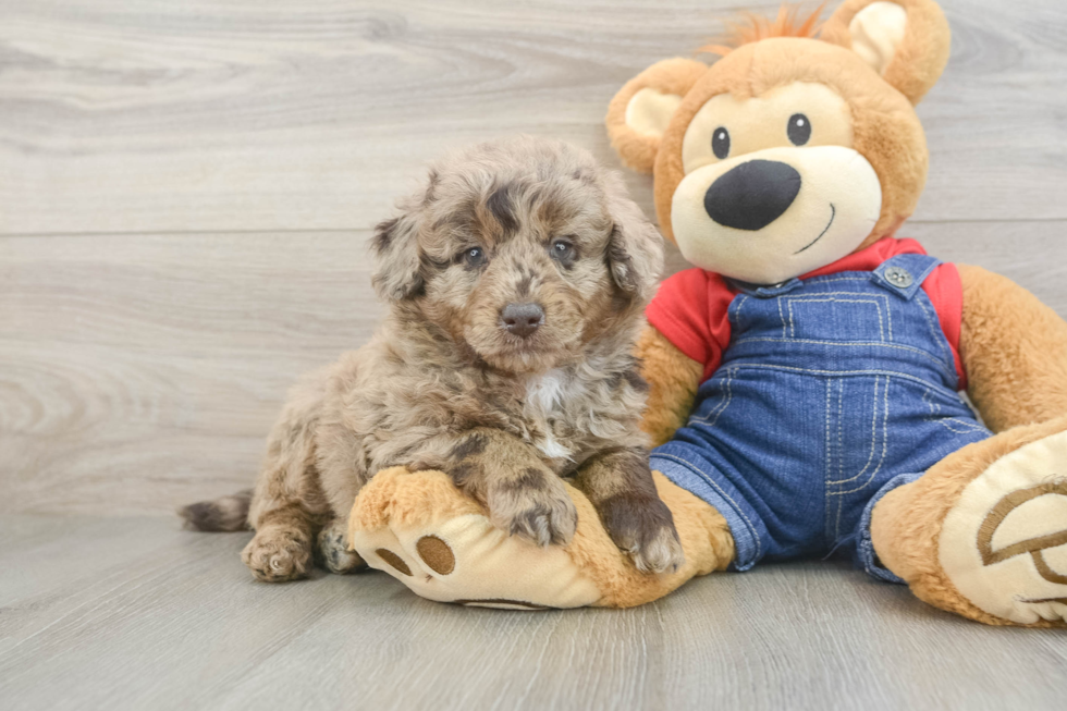 Best Mini Goldendoodle Baby