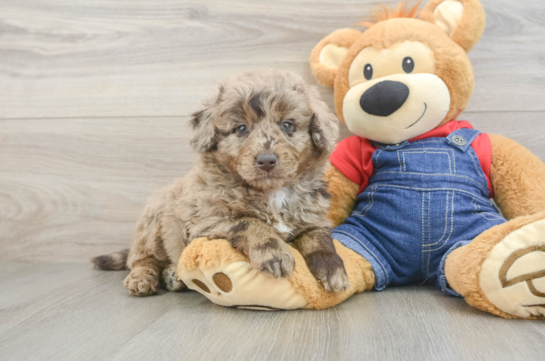 Best Mini Goldendoodle Baby