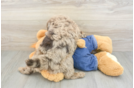 Happy Mini Goldendoodle Baby