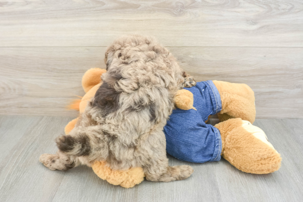 Happy Mini Goldendoodle Baby