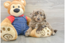 Best Mini Goldendoodle Baby