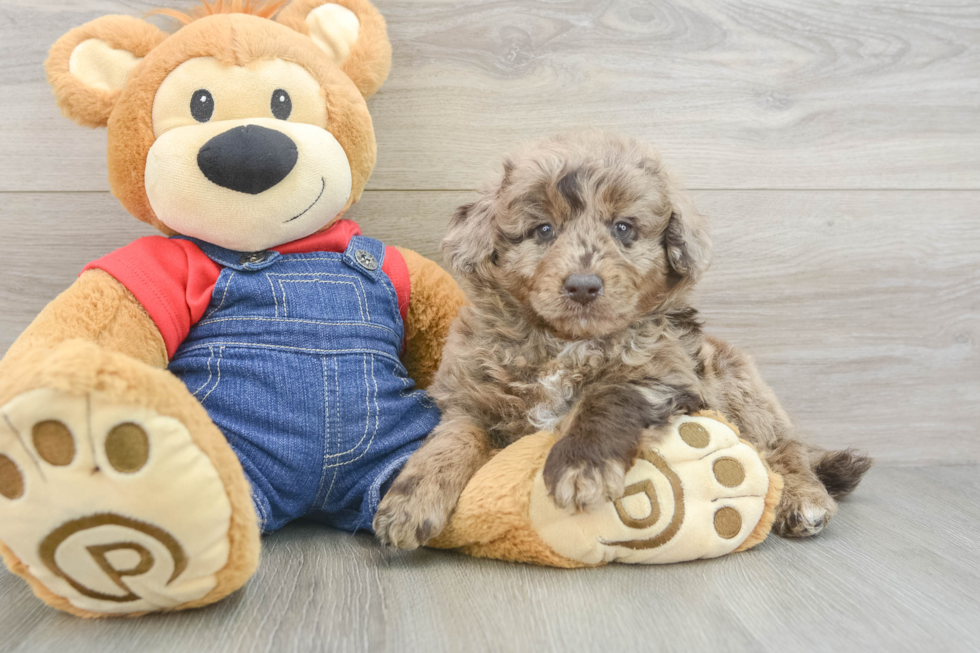 Best Mini Goldendoodle Baby