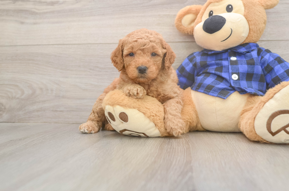 6 week old Mini Goldendoodle Puppy For Sale - Pilesgrove Pups
