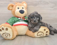 6 week old Mini Goldendoodle Puppy For Sale - Pilesgrove Pups