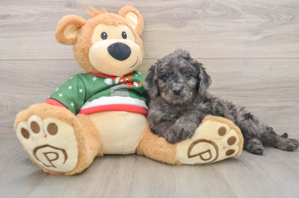 6 week old Mini Goldendoodle Puppy For Sale - Pilesgrove Pups