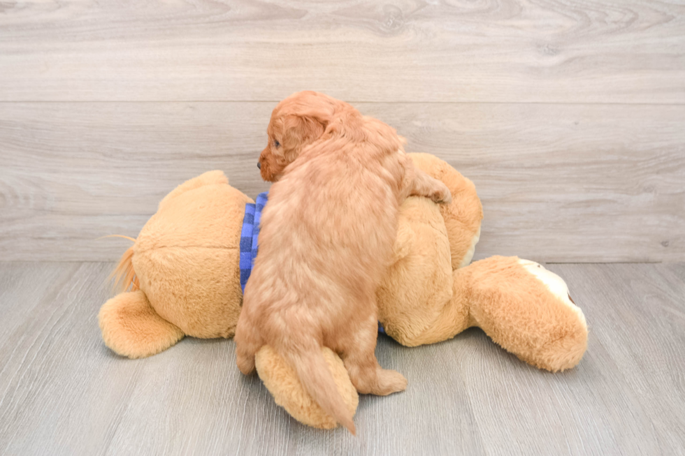 Mini Goldendoodle Puppy for Adoption