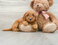 8 week old Mini Goldendoodle Puppy For Sale - Pilesgrove Pups