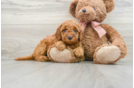 Mini Goldendoodle Puppy for Adoption