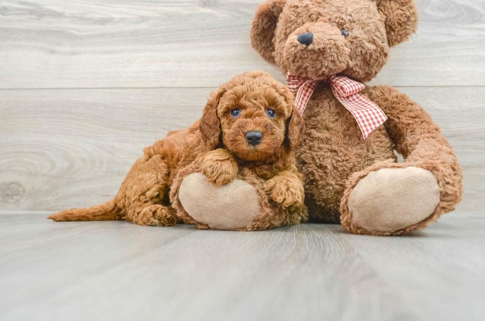 7 week old Mini Goldendoodle Puppy For Sale - Pilesgrove Pups